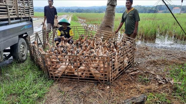 Produksi Telur Asin
